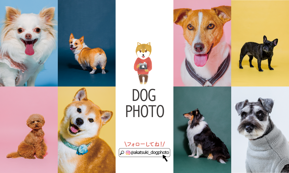 かぞく写真館 ドッグフォト スタジオ01